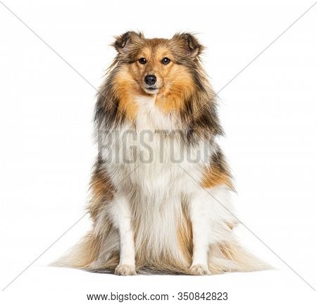 Sitting Shetland Sheepdog, isolated on white