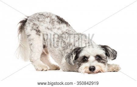 Crossbreed dog bowing and begging, isolated on white