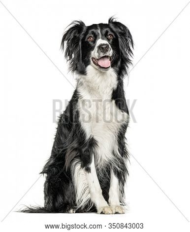 Happy black and white Crossbreed dog panting, isolated on white