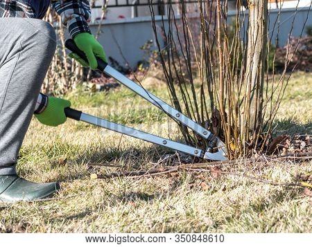Female gardener using pruning shears to prune root sprouts of fruit tree