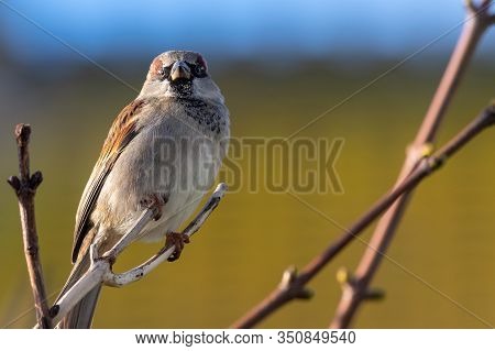 House Sparrow (passer Domesticus)
