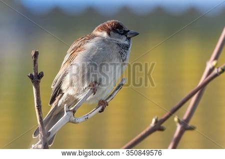 House Sparrow (passer Domesticus)