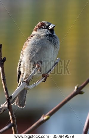 Portrait Of A House Sparrow (passer Domesticus) Perching On A Branch.