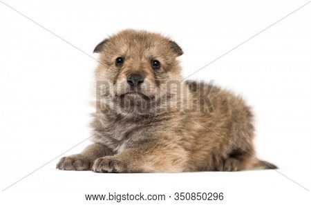 Young Mongolian wolf, or grey wolf, one month old, isolated