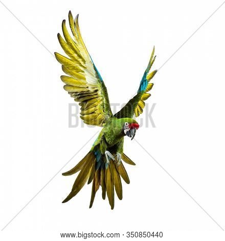 Military macaw, Ara militaris, flying, isolated on white