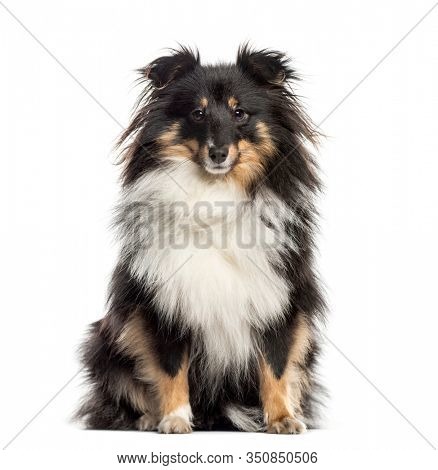 Shetland Sheepdog sitting (1.5 years old)