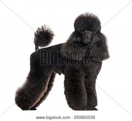 Groomed black poodle, standing, isolated on white 