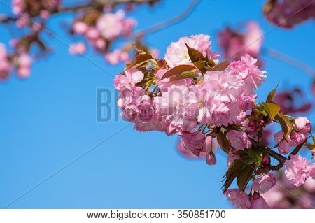 Pink Cherry Blossom Close Up. Spring Has Sprung. Beautiful Nature Background