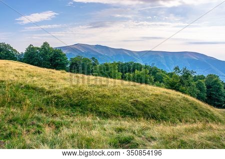Carpathian Mountain Landscape In Summer. Weathered Grass On The Meadow. Beech Forest On The Edge Of 