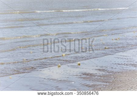 Beach Full Of Black Snail Egg Capsules, Adelomelon Brasiliana, In Punta Rasa, Province Of Buenos Air