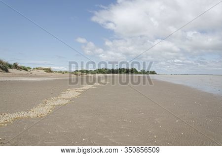 Beach Landscape: Sand With A Row Of Black Snail Egg Capsules, Adelomelon Brasiliana, In Punta Rasa, 