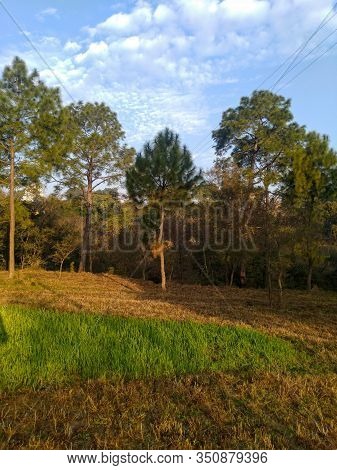 Pine Tree In Crop Field Himachal Pradesh India