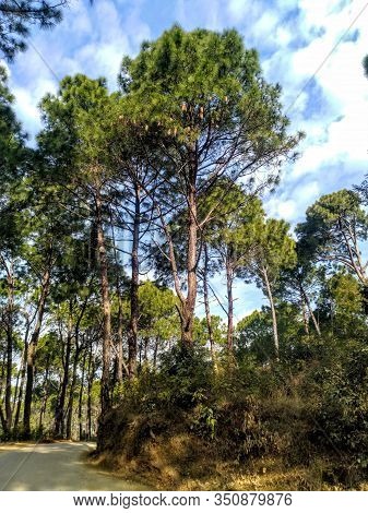 Pine Tree In Palampur Forest Himachal Pradesh India