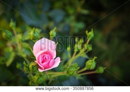 Beautiful Pink Rose Bonica With Buds In The Garden