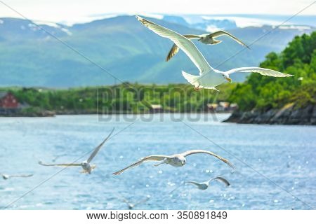 Seagulls Flying In The Fiord. Stavanger, Norway. A Standing European Herring Gull, Larus Argentatus,