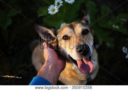 Crop Owner Petting Dog In Nature At Summer