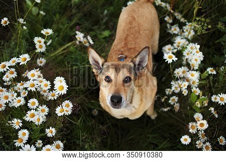 Loyal Sitting Dog Amidst Chamomiles At Summer Day