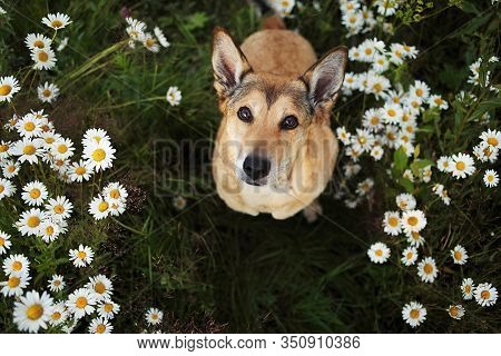 Loyal Sitting Dog Amidst Chamomiles At Summer Day
