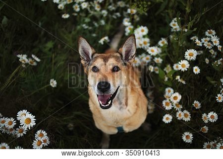 Happy Dog In Blooming Field At Summer Day