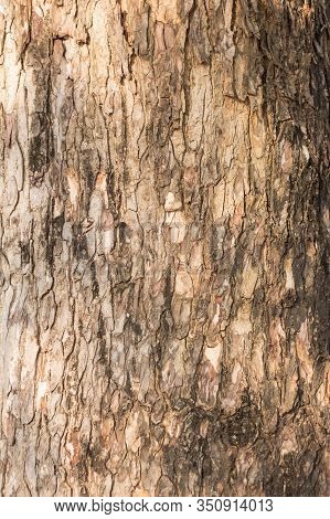 Close Up Tree Bark For Background