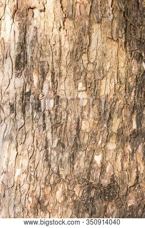 Close Up Tree Bark For Background