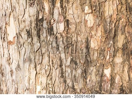 Close Up Tree Bark For Background