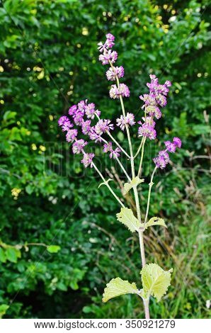 Salvia Verticillata - Purple Flowers In The Medicinal And Herbal Garden.