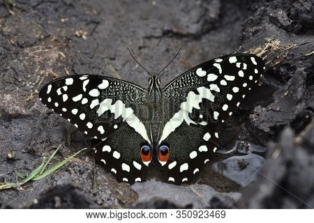 citrus swallowtail or Christmas butterfly (papilio demodocus)