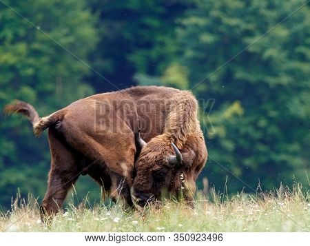 small herd of European bison (Bison bonasus), also known as Wisent or the European wood bison grazing