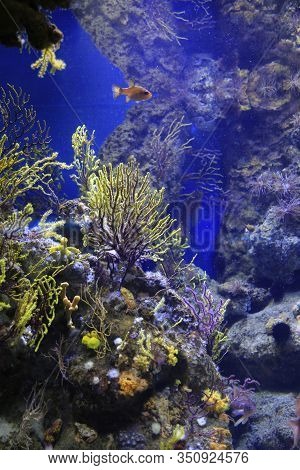 Beautiful Bright Underwater Inhabitants In The Aquarium