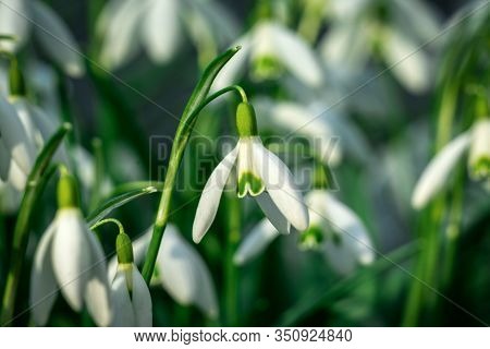 Close Up Of Green Speckled Snowdrops (galanthus Nivalis) In Bright Sunshine
