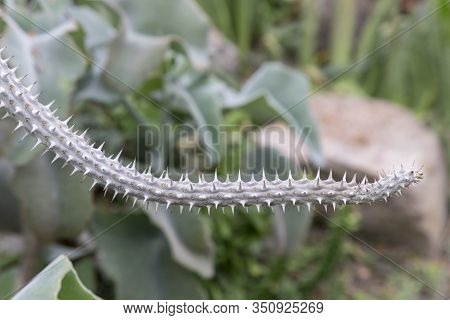 Araucaria Big Needle Tree , Chilles Araucaria In Holland. Cactus With Big Needles