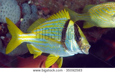 Dybe Porkfish