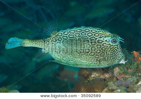 Petek Cowfish