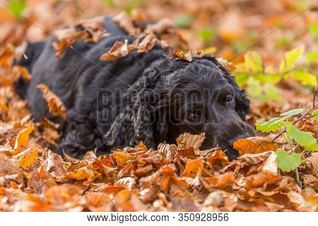 Beautiful Black Young Cocker Spaniel Playing In An Autumn Landscape With Copper Dry Fallen Leaves,sf