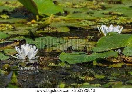Beautiful White Water Lily And Green Liliy Pads On The Water, Delta Dunarii, Danube Delta, Romania