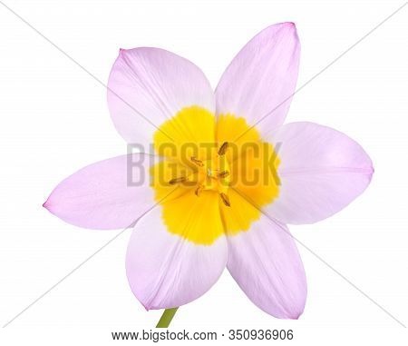 Single Flower Of The Purplish-pink And Yellow Tulip Cultivar Lilac Wonder (tulipa Saxatilis Subspeci