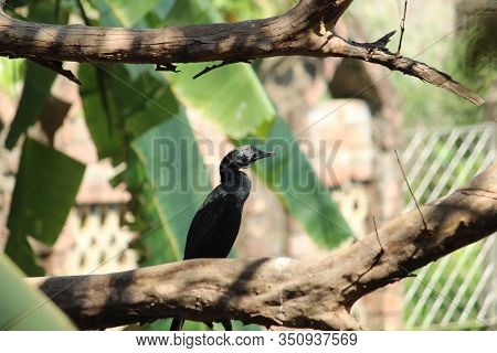 Cormorant siting on a branch of goava tree near the banna leaf