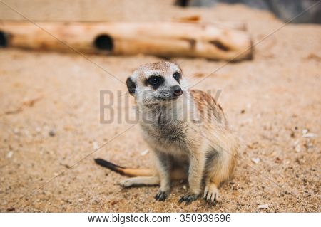 Brown Meerkat In A Sandy Area. Mongoose Mammals