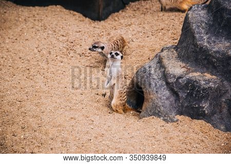 Brown Meerkat In A Sandy Area. Mongoose Mammals