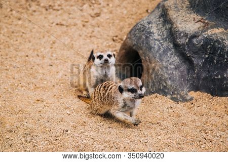 Brown Meerkat In A Sandy Area Near A Stone Cave. Mongoose Mammals
