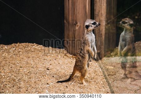 Brown Meerkat In A Sandy Area. Mongoose Mammals