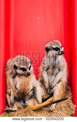 Brown Meerkat In A Sandy Area Near A Stone Cave. Mammoths From The Mongoose Family. Love Among Anima