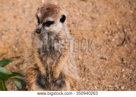 Brown Meerkat In A Sandy Area. Mongoose Mammals