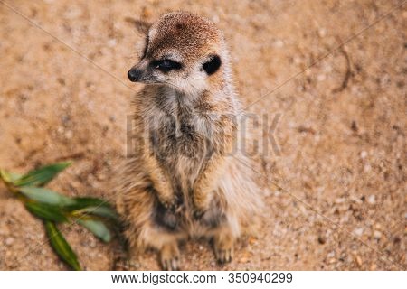 Brown Meerkat In A Sandy Area. Mongoose Mammals