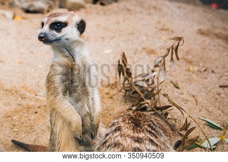 Brown Meerkat In A Sandy Area. Mongoose Mammals