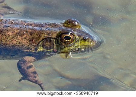 A Green Frog Is Floating On The Surface Of The Muddy Water. Sproat Lake Provincial Park, Vancouver I