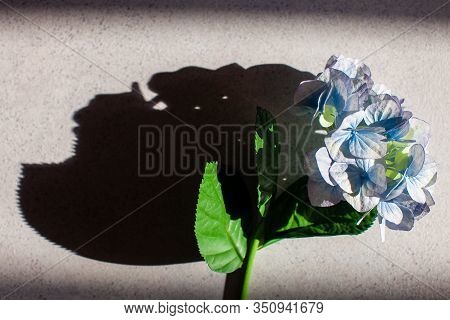 Hydrangea Flower Under The Sun And Skull Shadow