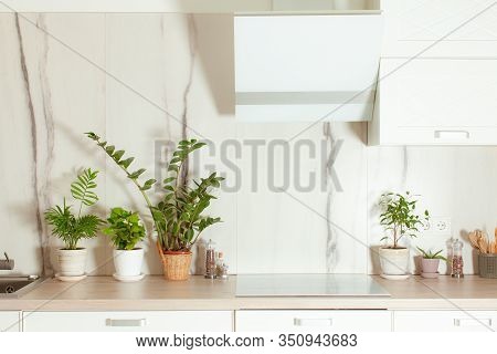 Home Gardening. Green Plants In A Pots On A Kitchen Table.