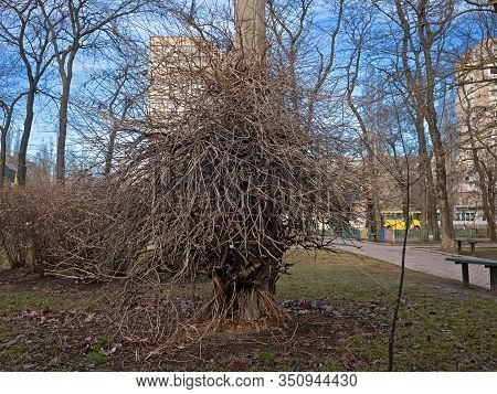 The Dense Interweaving Of The Branches Of The Shrub Disguised A Pole Of Electric Lighting. It Looks 